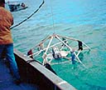 Deploying a bottom mounted wave gage in Lake Michigan.