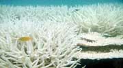 Photo of bleached coral colony