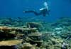 icon - people and coral reef photo 2