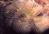 icon - coral reef photo 1026