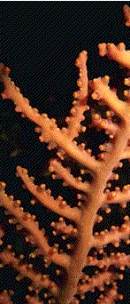 orange coral