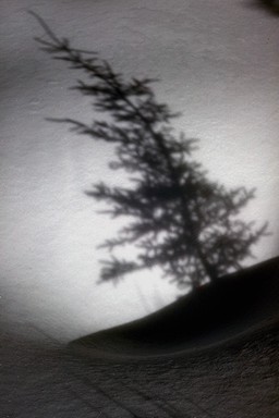 Winter Scene of an Tree