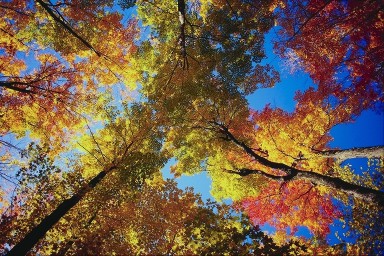 Fall Scene of Trees