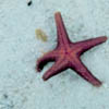 starfish