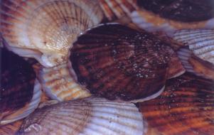 Two scallops species, Chlamys farreri (upper) and Patinopection yessoeusis (lower) cultured in Korean waters