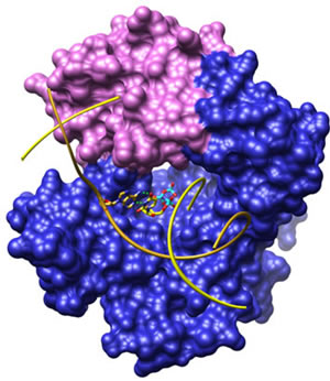 This pathway is responsible for the repair of DNA base damage arising from a variety of exogenous and endogenous agents.  Pol β contributes two enzymatic activities during simple BER, a deoxyribose phosphate lyase found in the amino-terminal domain (pink) and nucleotidyl transferase (i.e., polymerase; blue domain).  The lyase activity removes a 5’-deoxyribose phosphate residue intermediate during BER and the polymerase activity replaces the missing nucleotide according to Watson-Crick base pairing rules.  The substrate complex structure of Pol β reveals that the template strand (gold) is bent 90° at the coding (templating) base and that the 3’ and 5’ ends of the incised strand (yellow) are over 25 Å apart.  The nascent base pair (template-incoming nucleotides) are shown, whereas only the backbone of the other nucleotides is illustrated for clarity.