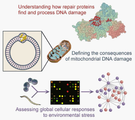 Image for understanding how repair proteins find and process DNA damage