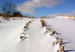 midwestern corn stubble in snow