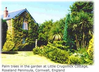 Picture of a cottage in England that has palm trees in the garden. 