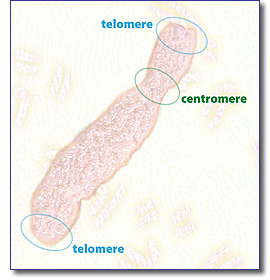 Chromosome Illustration with Centromere and Telomere - Click to enlarge