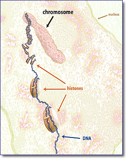 Chromosome Illustation - Click to enlarge