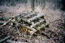 'Bunny condo' (cross-hatched log and stick pile)