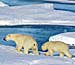 Photo:  two polar bears walking on snow with the sea in the background.