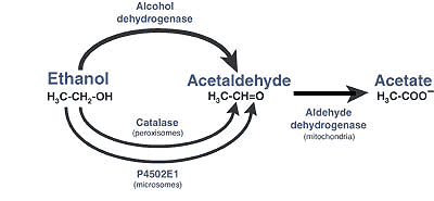 Alcohol Metabolizing Process