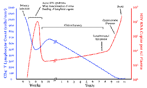 Graph showing HIV virus and CD4+ levels over the course of an untreated infection