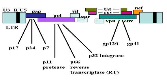 Figure 3: HIV Virus Proteins