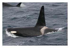 Two orca whales