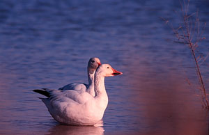 Snow Geese