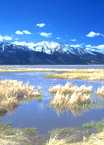 wetland in western U.S.