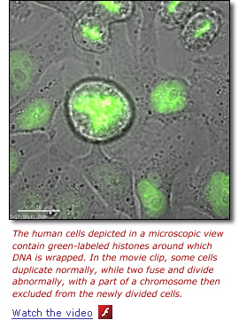 Watch the video - Illustration: The human cells depicted in a microscopic view contain green-labeled histones around which DNA is wrapped. In the movie clip, some cells duplicate normally, while two fuse and divide abnormally, with a part of a chromosome then excluded from the newly divided cells.
