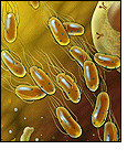 Illustration of E. coli bacteria