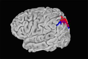 cortex’s folds in this full rendering of the brain