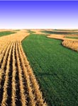 Alternating strips of alfalfa with corn on the contour protects this crop field in northeast Iowa from soil erosion