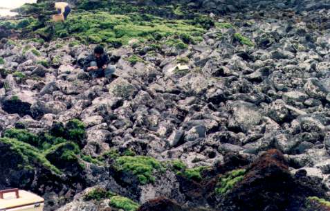 Barren ground on Intertidal zone in Jeju island