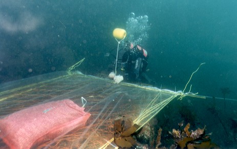 The spore bag method of establishing a seaweed population.