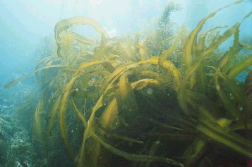 Laminaria japonica seeded on the artificial reefs 