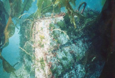  Young seaweeds growing on the artificial reefs
