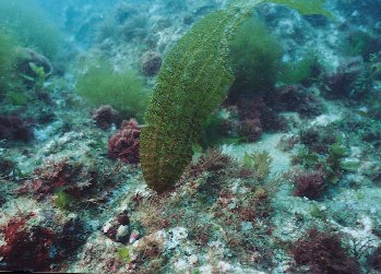  Young seaweeds growing on the artificial reefs