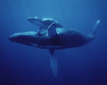 Whale mother and calf