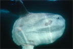 Giant ocean sunfish (Mola mola) often reach eight feet in length. These odd-looking fish swim lazily through the water, feeding primarily on jelly fish. (photo: Steve Fisher)