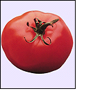 Photo of a tomato