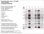 Calibrated IEF Gel Image