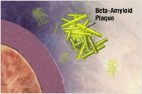 beta amyloid fragments