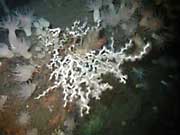 A single colony of slow-growing Lophelia pertusa coral 