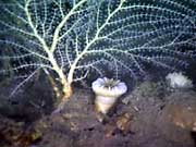 Callogorgia coral with a solitary cup coral 