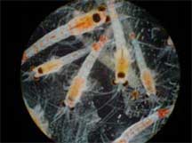 Invasive shrimp