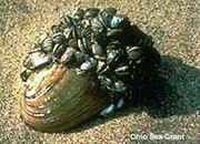 Zebra mussels clustering on a native clam at beach.
