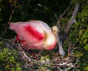 Roseate Spoonbill