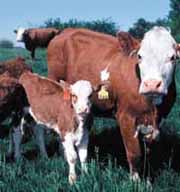 Cow and calf in pasture.