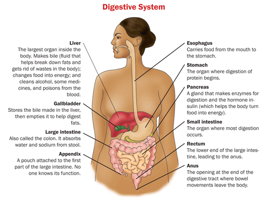 Your Digestive System