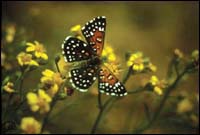 Lange's Metalmark Butterfly.