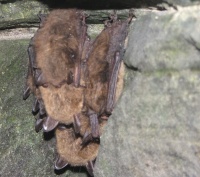 indiana_bat