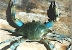 Secretary of Commerce determines blue crab fishery disaster in Bay