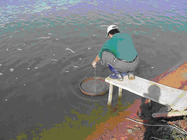 A farmer is monitoring feed tray after feeding.