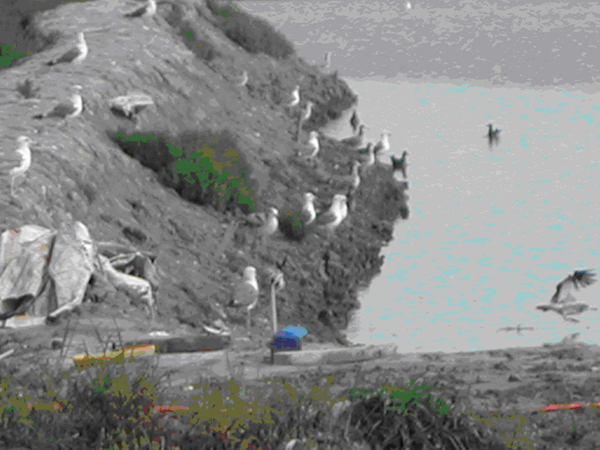  A group of seagull visit to forage dead or moribund shrimp in pond where viral outbreak occurred. Seagull is one of important viral vectors in shrimp ponds.