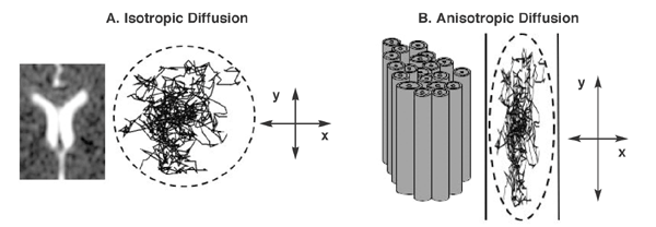 Isotropic and anisotropic diffusion